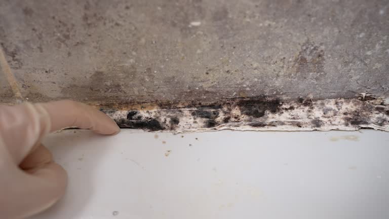 Professional Mold Removal in Bangor, ME